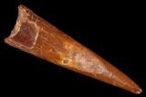 Fossil Pterosaur (Siroccopteryx) Tooth - Morocco #178514-1